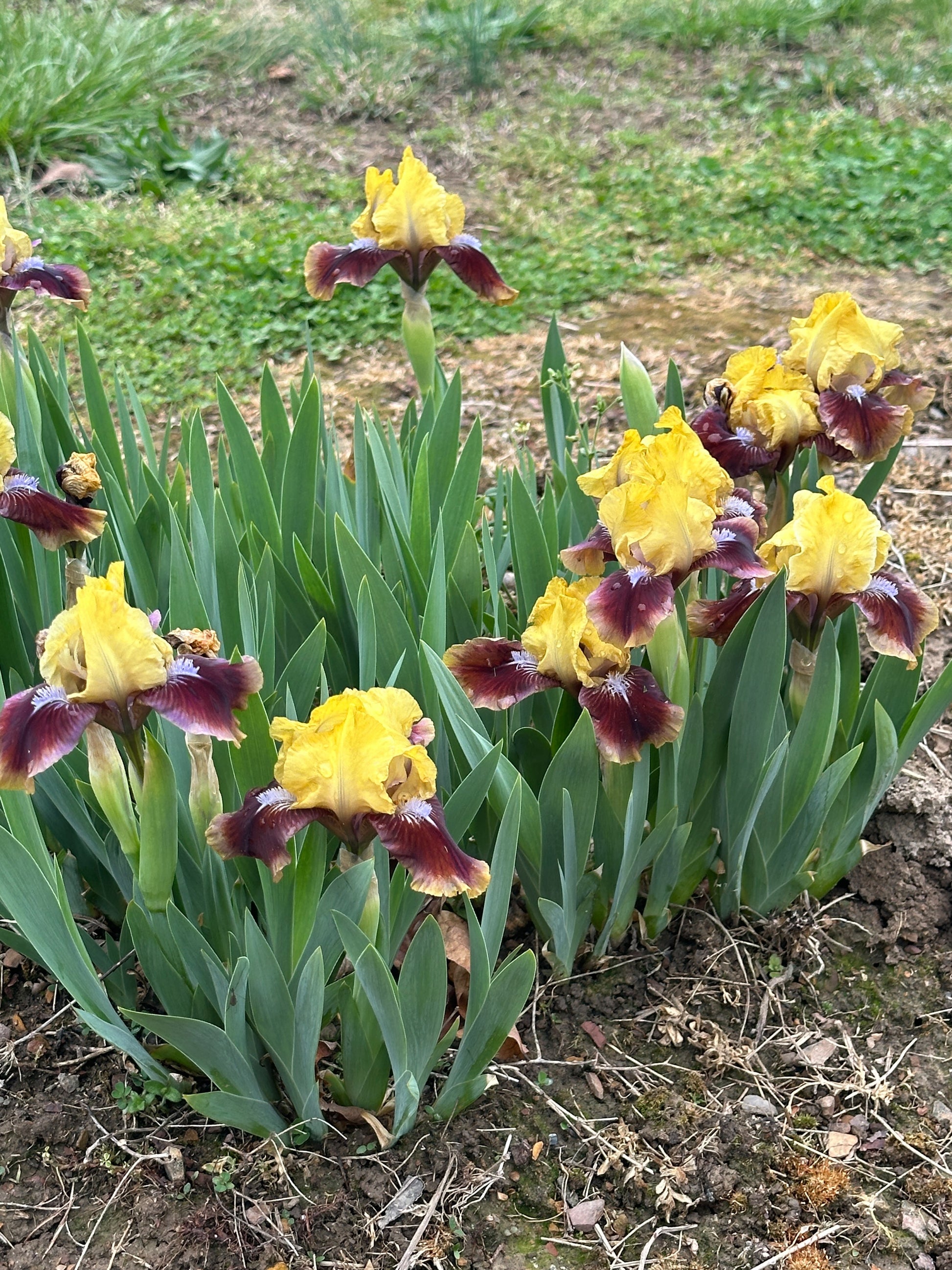 The flower Being Busy - Standard Dwarf Bearded Iris (SDB)