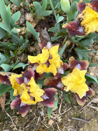 The flower Being Busy - Standard Dwarf Bearded Iris (SDB)