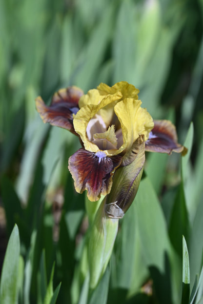 The flower Being Busy - Standard Dwarf Bearded Iris (SDB)