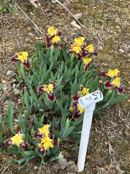 The flower Being Busy - Standard Dwarf Bearded Iris (SDB)