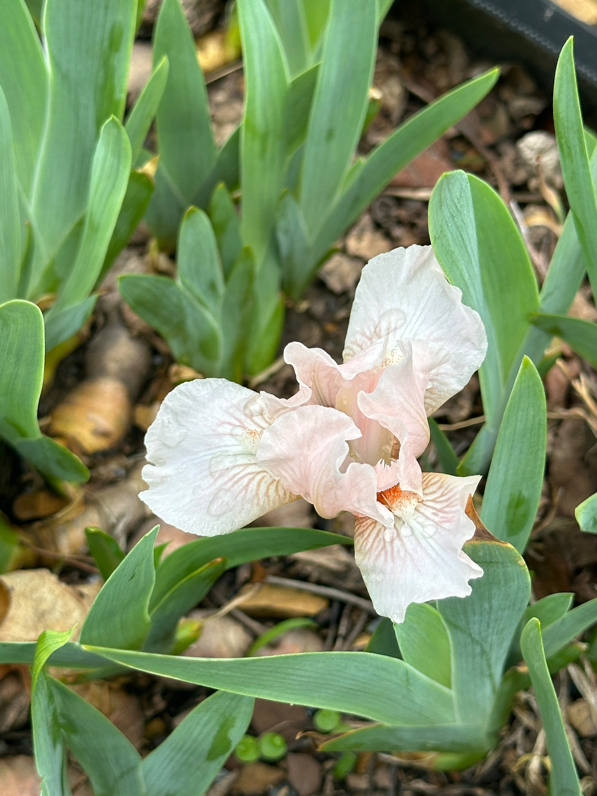 The flower Pink Jubilee - Standard Dwarf Bearded Iris (SDB)