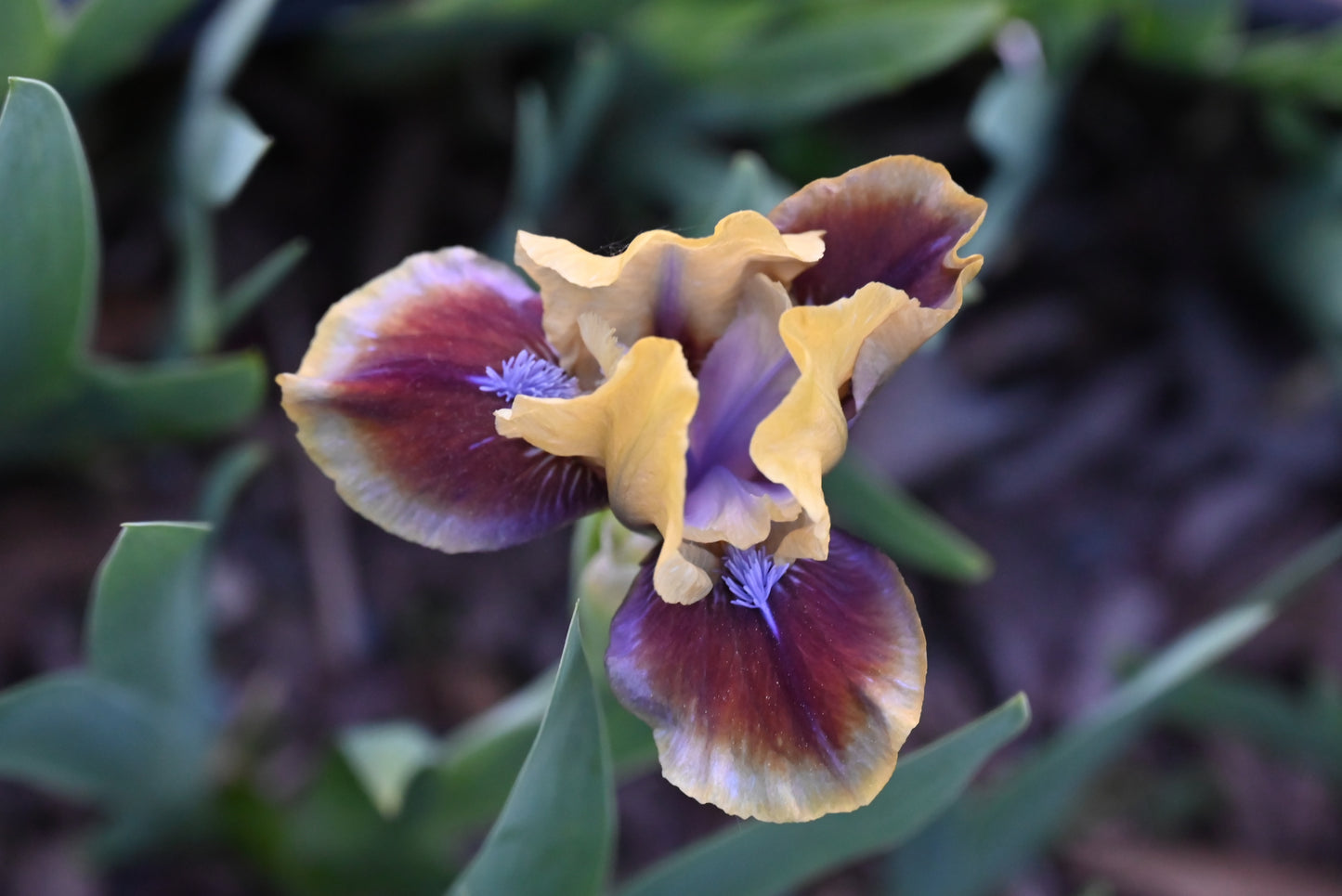 The flower Rainbow Rim - Standard Dwarf Bearded Iris (SDB)