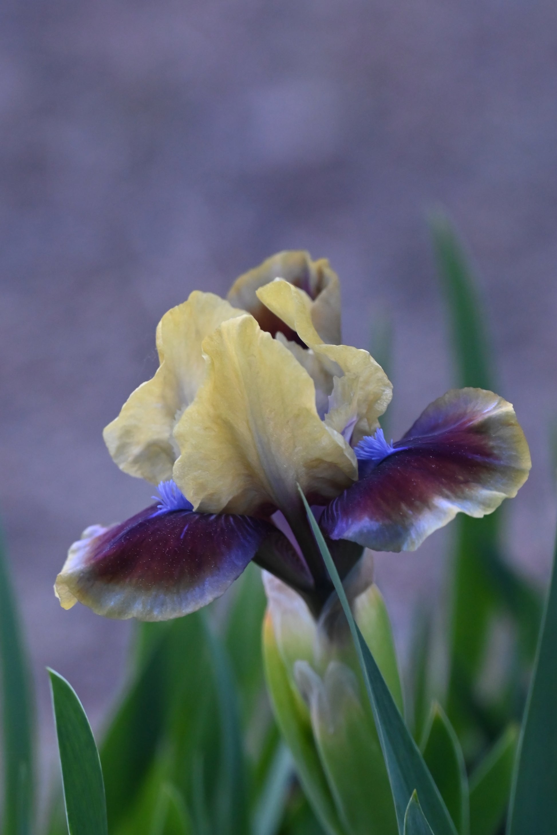 The flower Rainbow Rim - Standard Dwarf Bearded Iris (SDB)