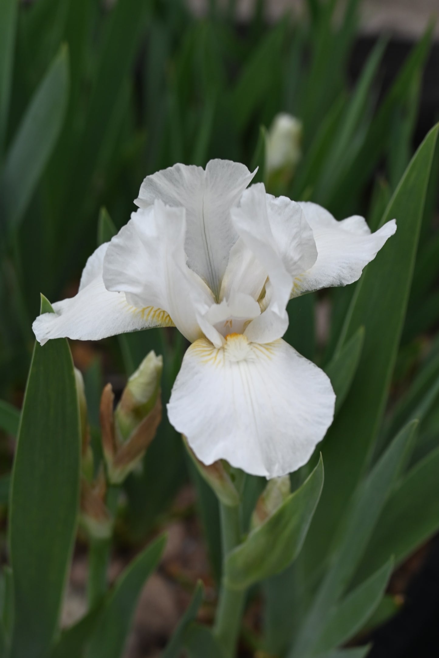 The flower Marita - Standard Dwarf Bearded Iris (SDB)