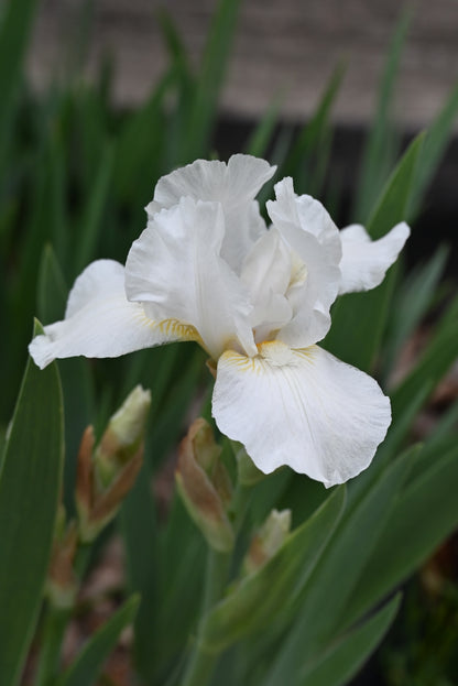 The flower Marita - Standard Dwarf Bearded Iris (SDB)