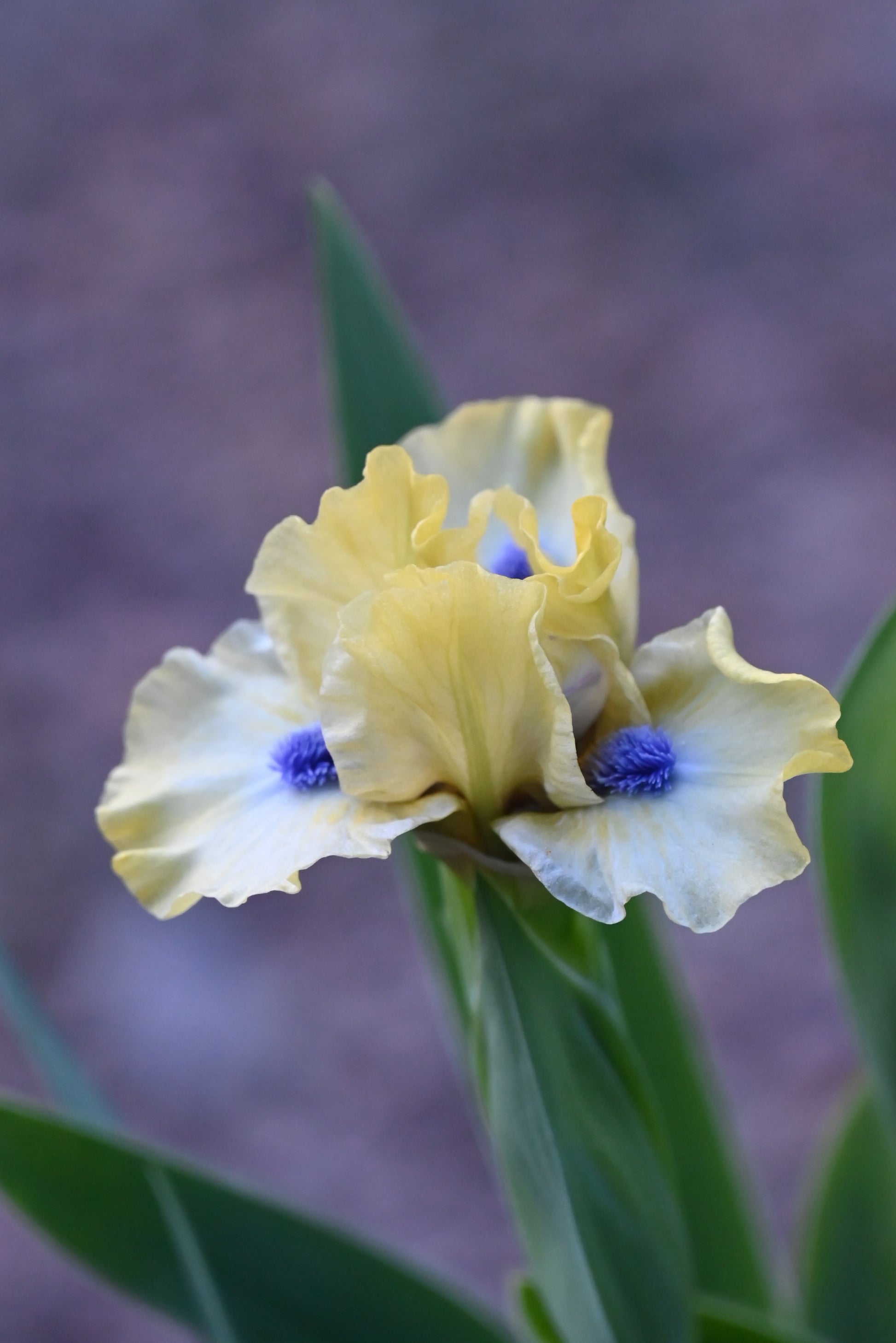 The flower Experiment - Standard Dwarf Bearded Iris (SDB)