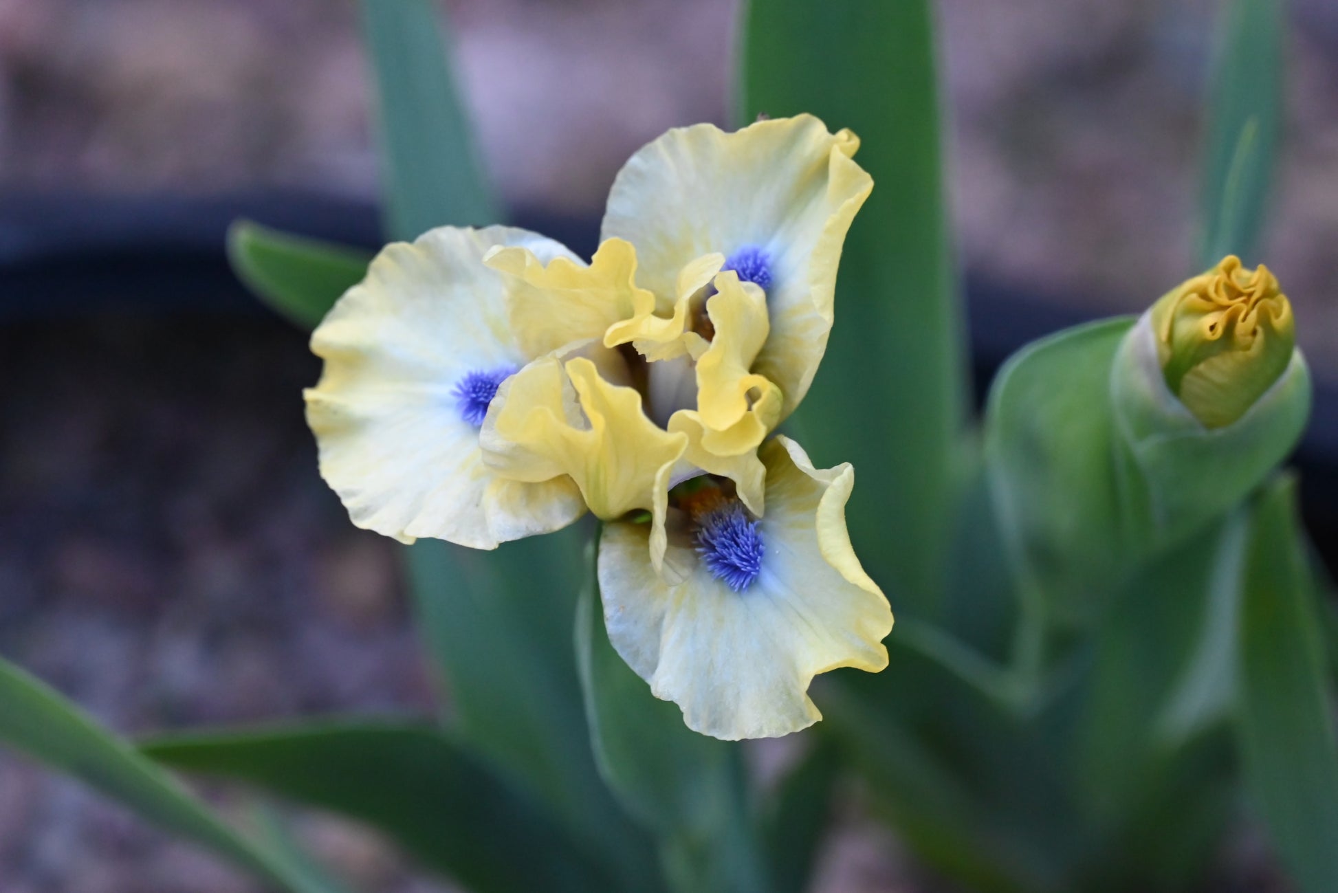 The flower Experiment - Standard Dwarf Bearded Iris (SDB)