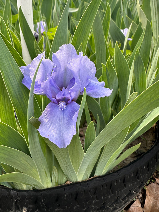 The flower Stacey's Blue - Standard Dwarf Bearded Iris (SDB)