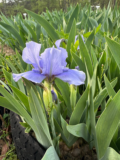 The flower Stacey's Blue - Standard Dwarf Bearded Iris (SDB)