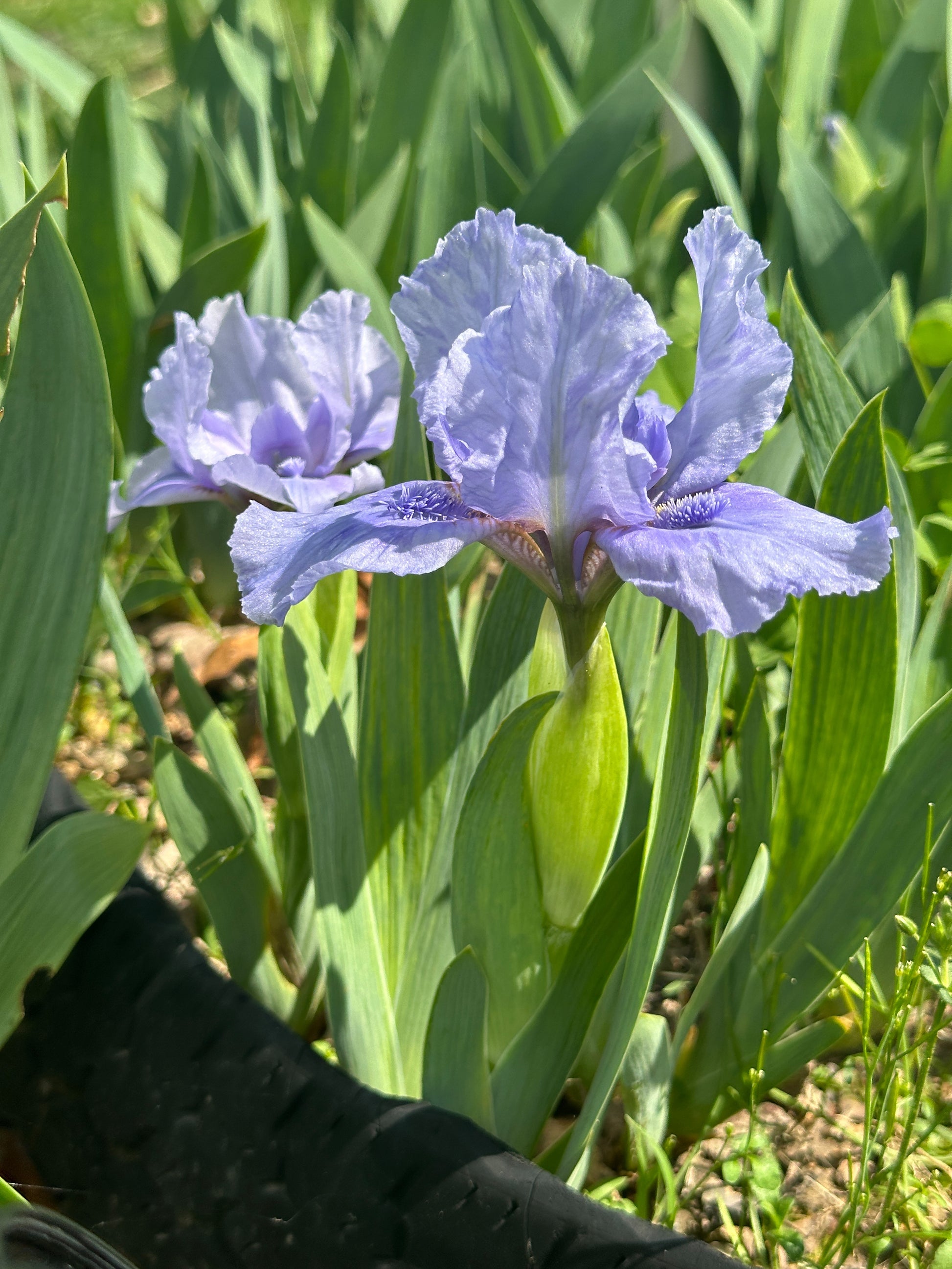 The flower Stacey's Blue - Standard Dwarf Bearded Iris (SDB)