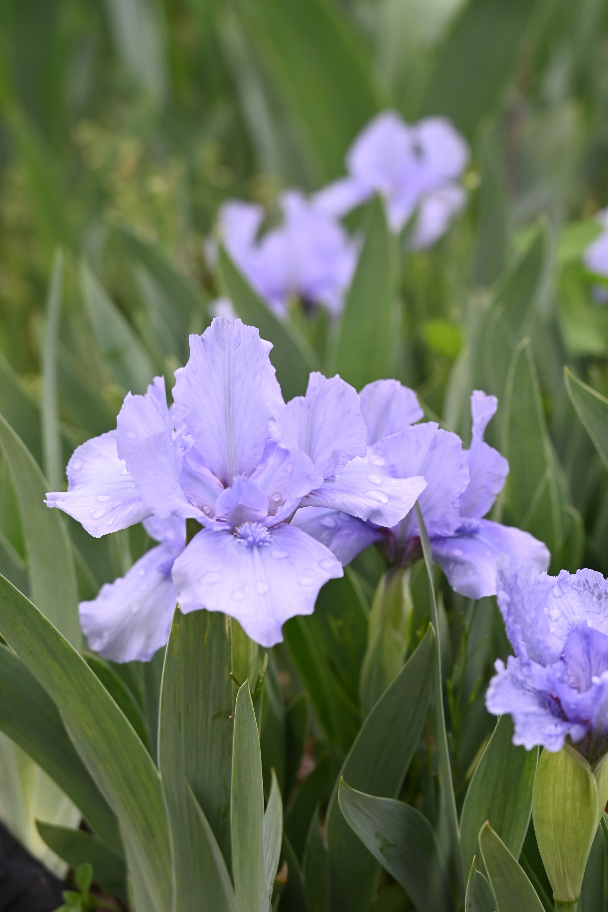 The flower Stacey's Blue - Standard Dwarf Bearded Iris (SDB)