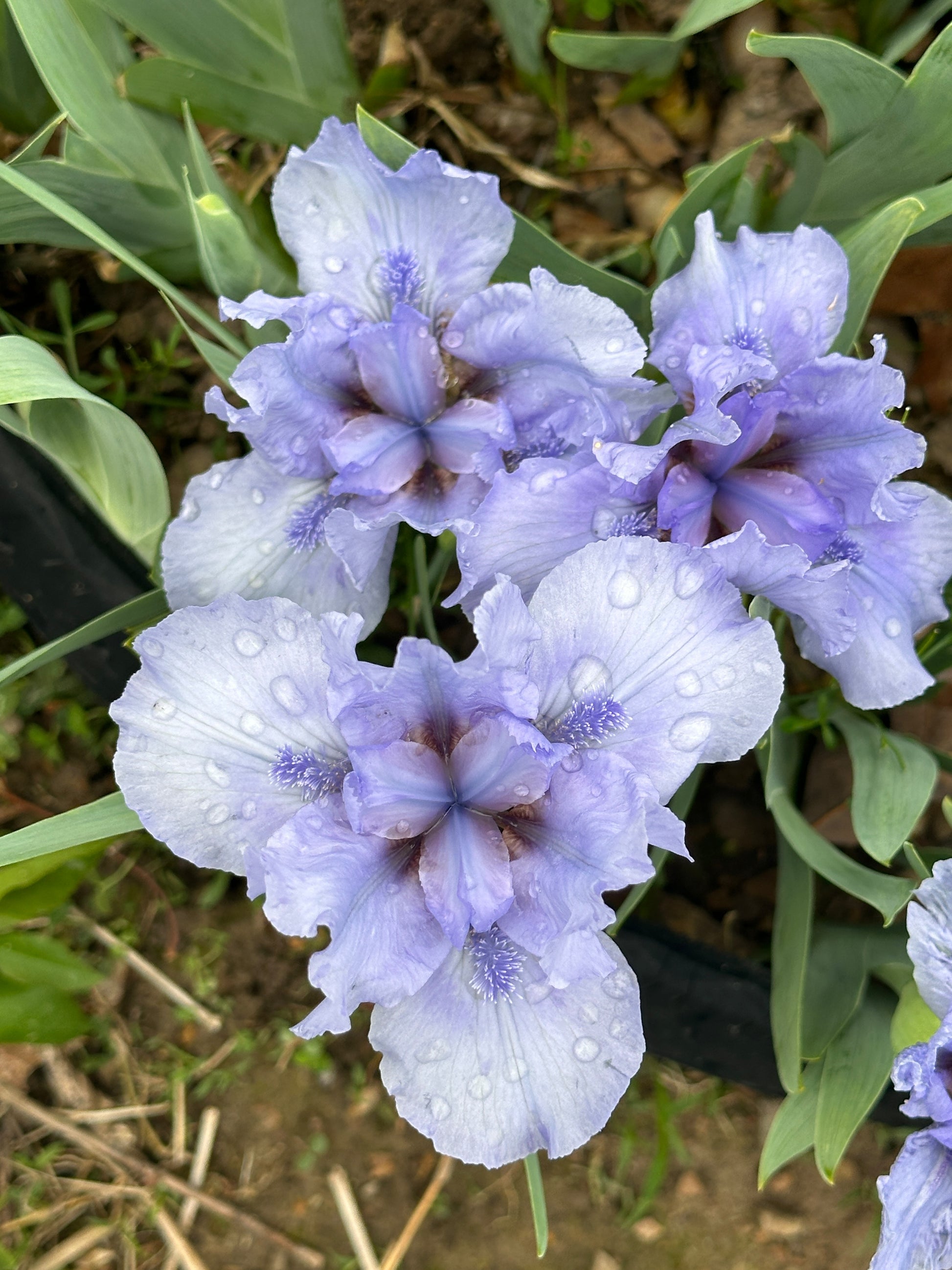 The flower Stacey's Blue - Standard Dwarf Bearded Iris (SDB)