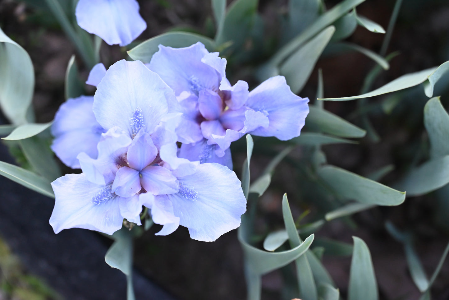 The flower Stacey's Blue - Standard Dwarf Bearded Iris (SDB)