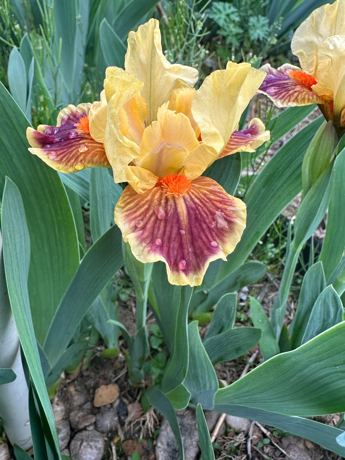 The flower Zooboomafoo - Standard Dwarf Bearded Iris (SDB)