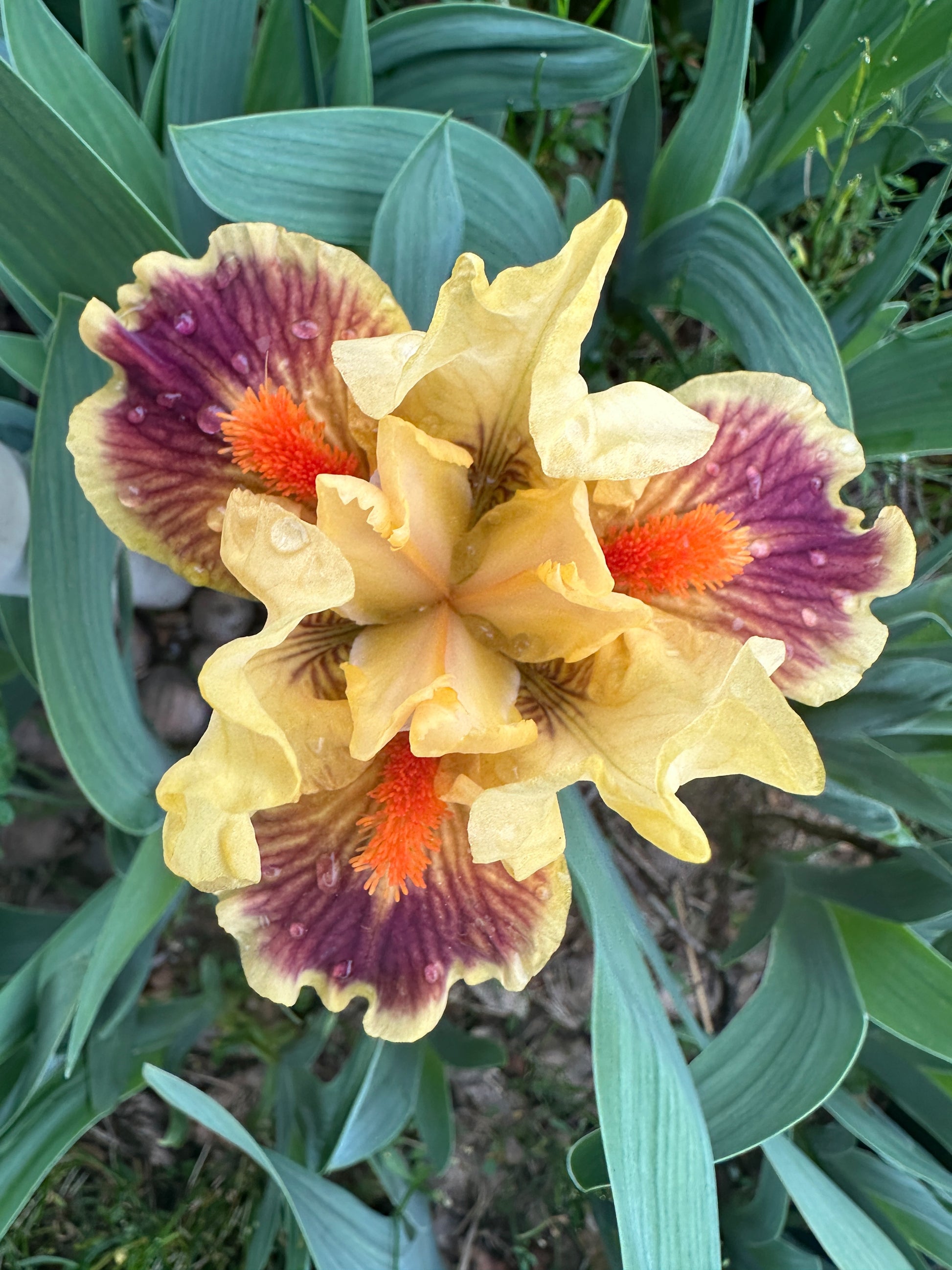 The flower Zooboomafoo - Standard Dwarf Bearded Iris (SDB)