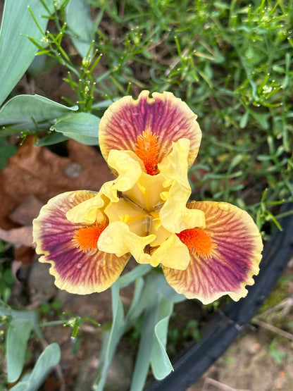 The flower Zooboomafoo - Standard Dwarf Bearded Iris (SDB)