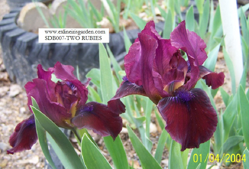 The flower Two Rubies - Standard Dwarf Bearded Iris (SDB)