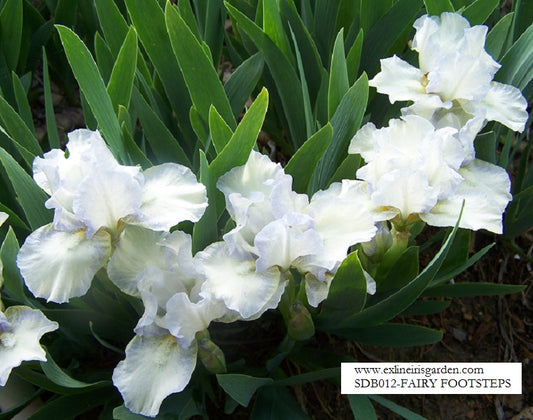 The flower Fairy Footsteps - Standard Dwarf Bearded Iris (SDB)