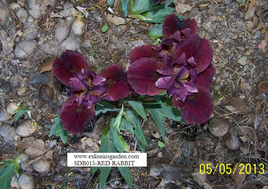 The flower Red Rabbit - Standard Dwarf Bearded Iris (SDB)