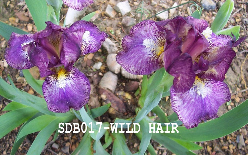 The flower Wild Hair - Standard Dwarf Bearded Iris (SDB)