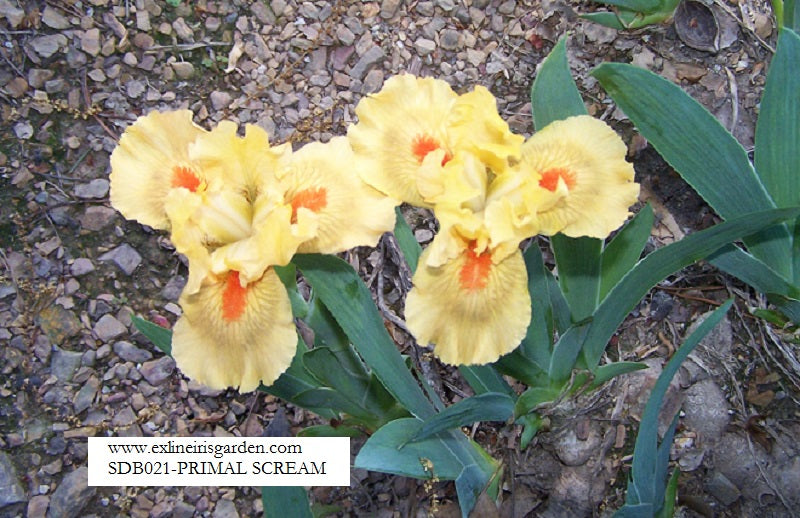 The flower Primal Scream - Standard Dwarf Bearded Iris (SDB)