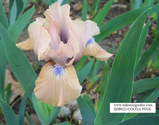 The flower Cocoa Pink - Standard Dwarf Bearded Iris (SDB)