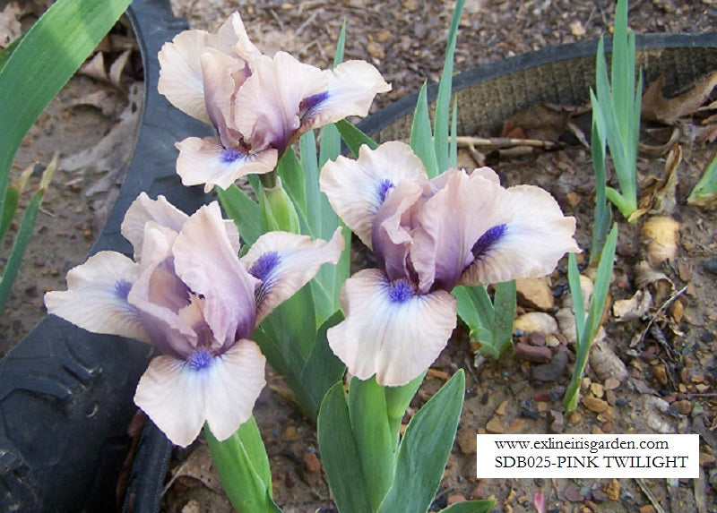 The flower Pink Twilight - Standard Dwarf Bearded Iris (SDB)