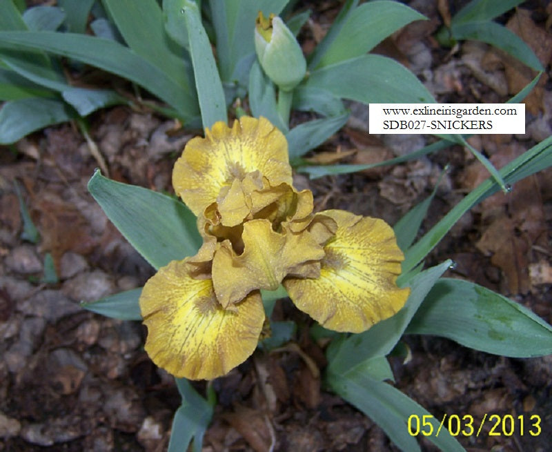 The flower Snickers - Standard Dwarf Bearded Iris (SDB)