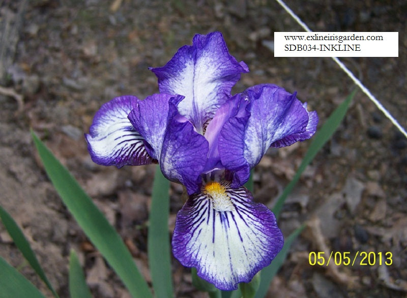 The flower Inkling - Standard Dwarf Bearded Iris (SDB)