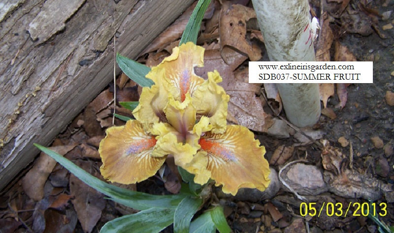 The flower Summer Fruit - Standard Dwarf Bearded Iris (SDB)