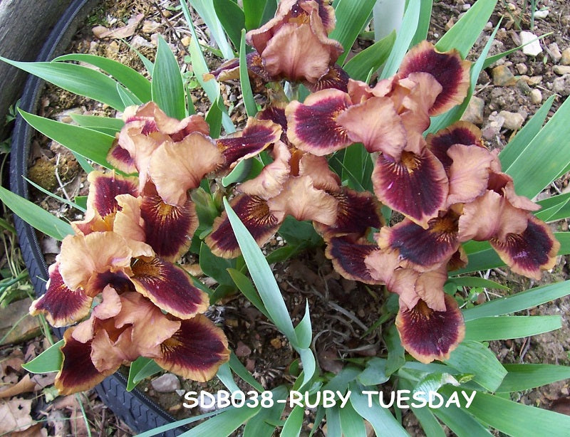 The flower Ruby Tuesday - Standard Dwarf Bearded Iris (SDB)