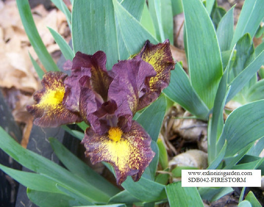 The flower Firestorm - Standard Dwarf Bearded Iris (SDB)