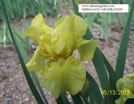 The flower Gnu Generation - Standard Dwarf Bearded Iris (SDB)