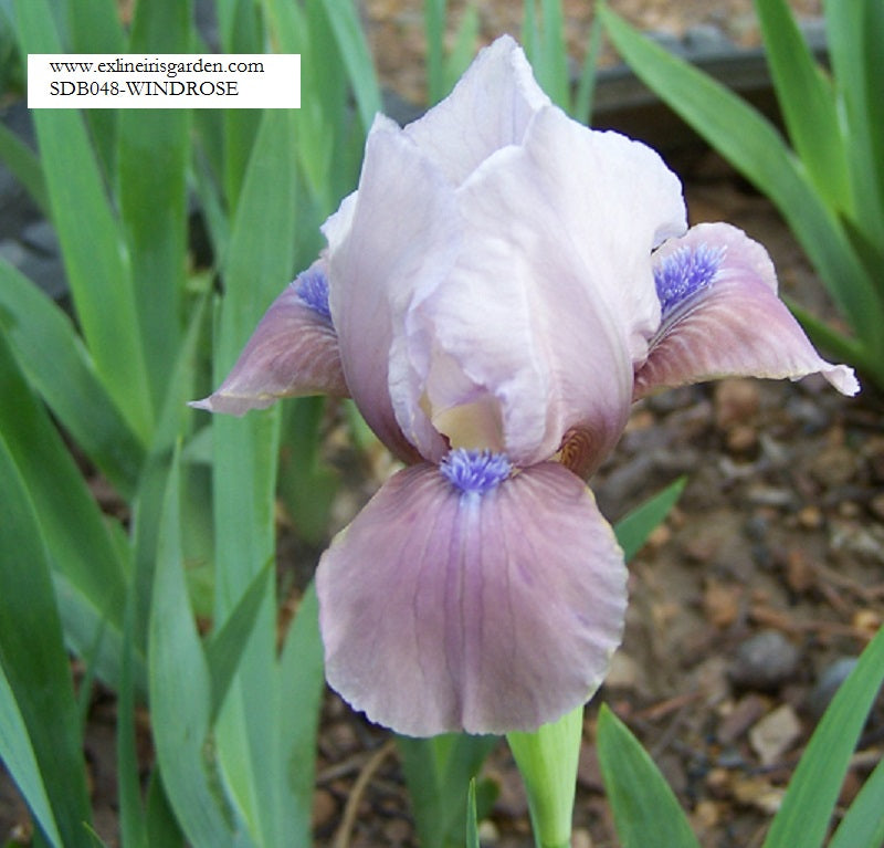 The flower Windrose - Standard Dwarf Bearded Iris (SDB)