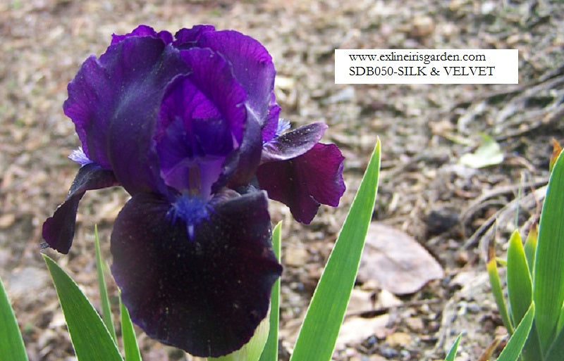 The flower Silk And Velvet - Standard Dwarf Bearded Iris (SDB)