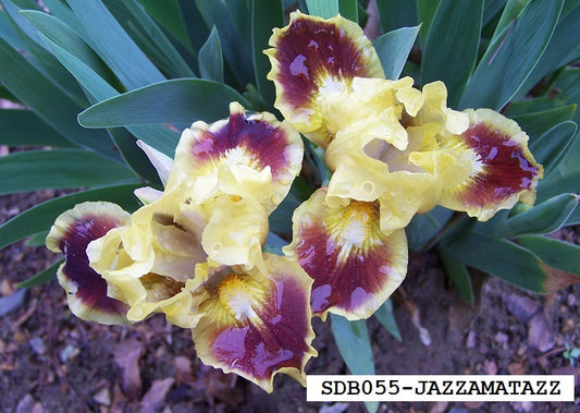 The flower Jazzamatazz - Standard Dwarf Bearded Iris (SDB)