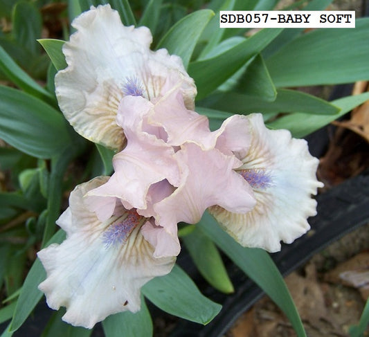 The flower Baby Soft - Standard Dwarf Bearded Iris (SDB)