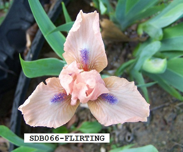 The flower Flirting - Standard Dwarf Bearded Iris (SDB)