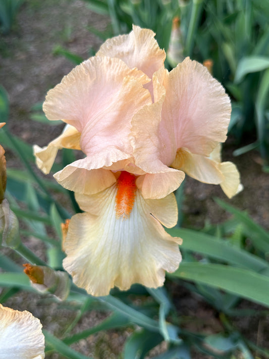 The flower Bavarian Cream - Tall Bearded Iris (TB)