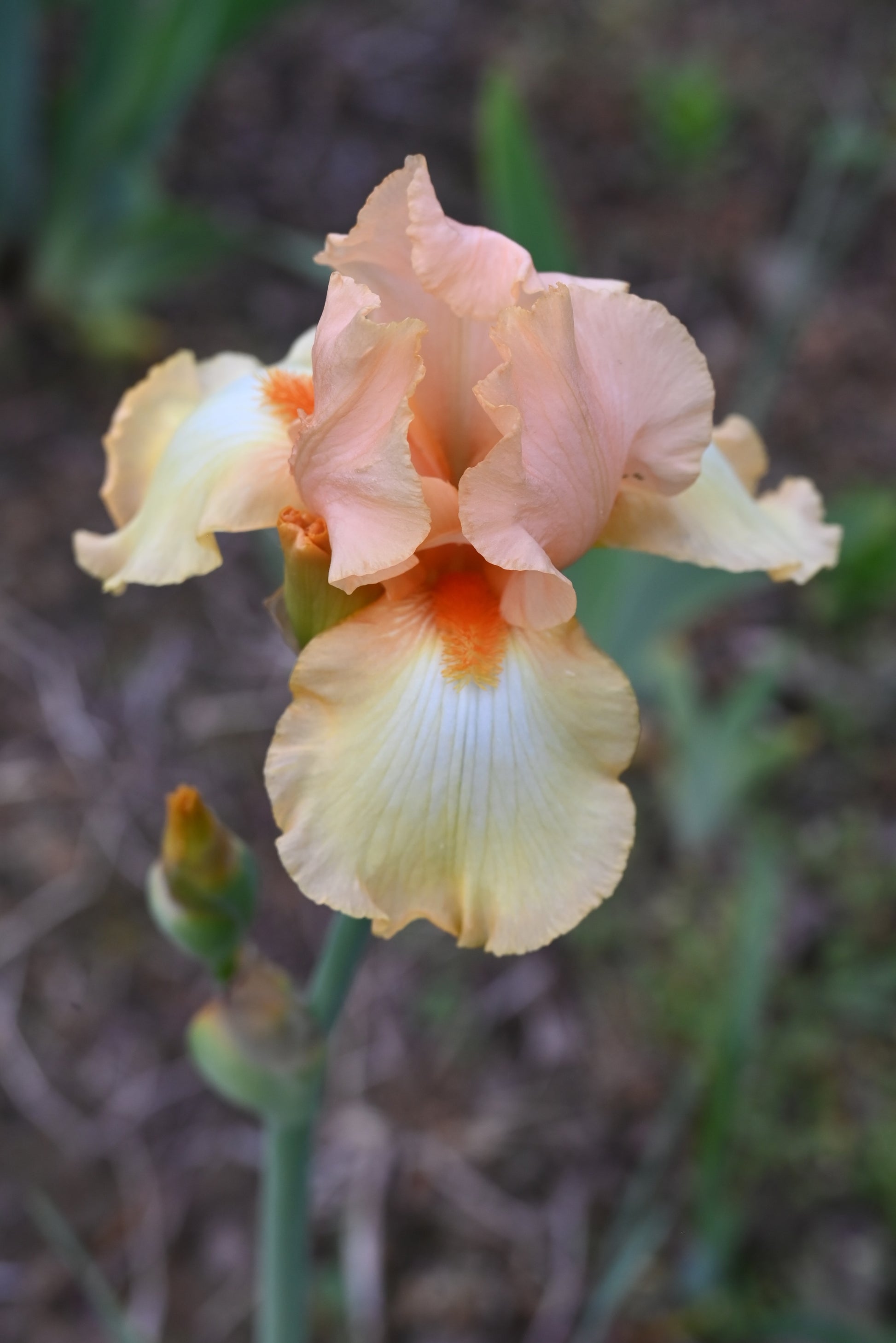 The flower Sunrise Point - Tall Bearded Iris (TB)