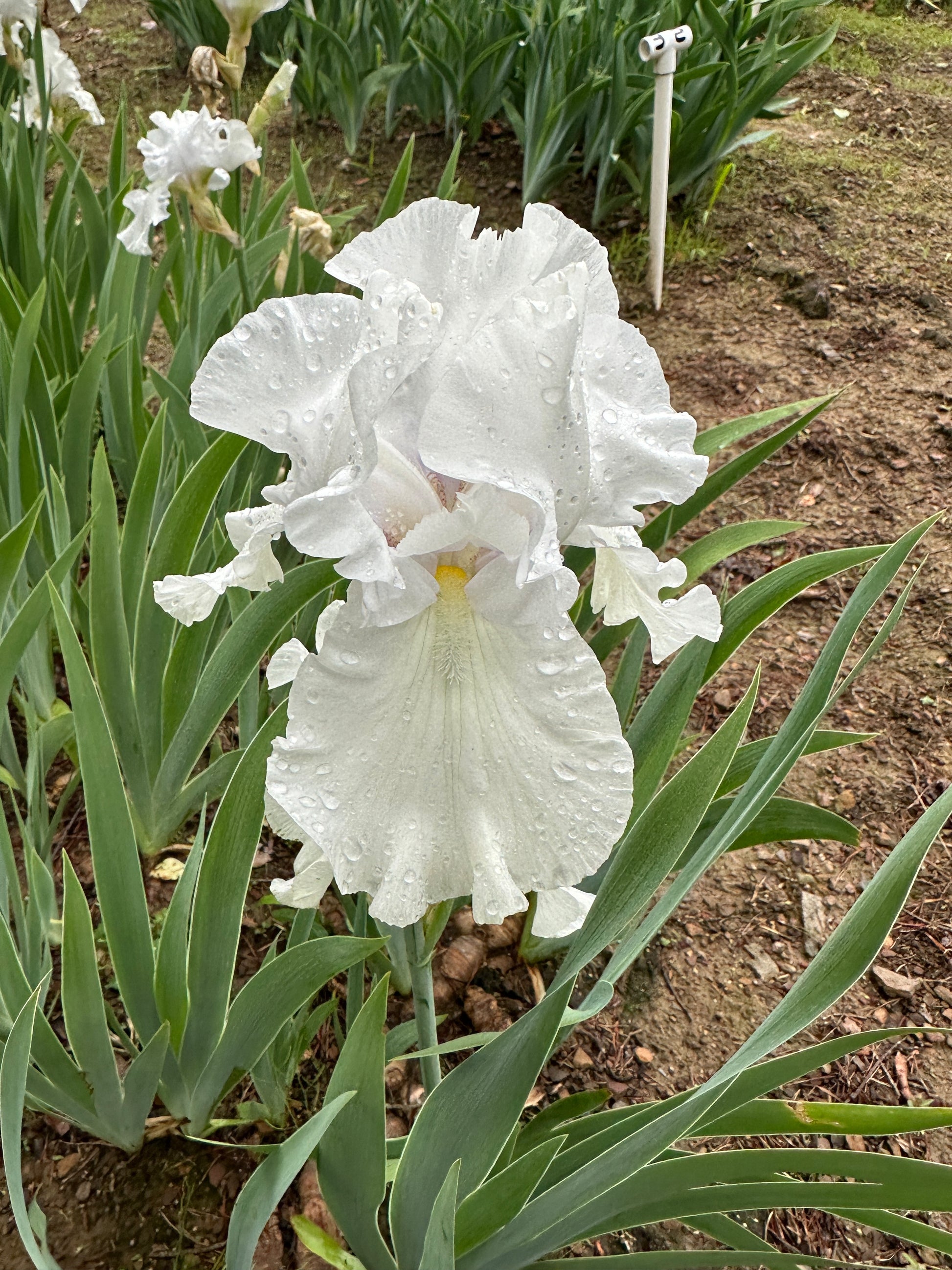 The flower Bridal Wreath - Tall Bearded Iris (TB)