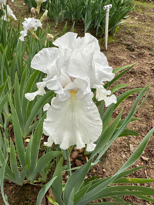 The flower Bridal Wreath - Tall Bearded Iris (TB)