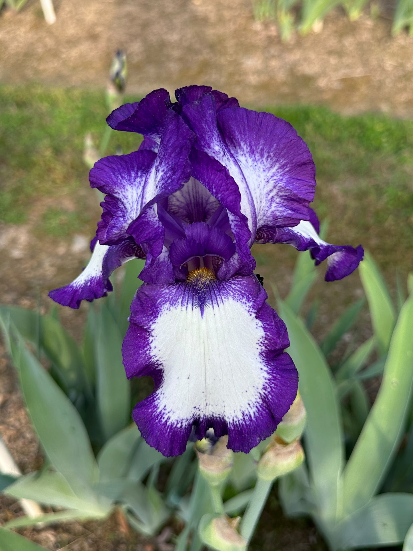 The flower Stepping Out - Tall Bearded Iris (TB)