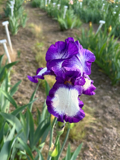 The flower Stepping Out - Tall Bearded Iris (TB)