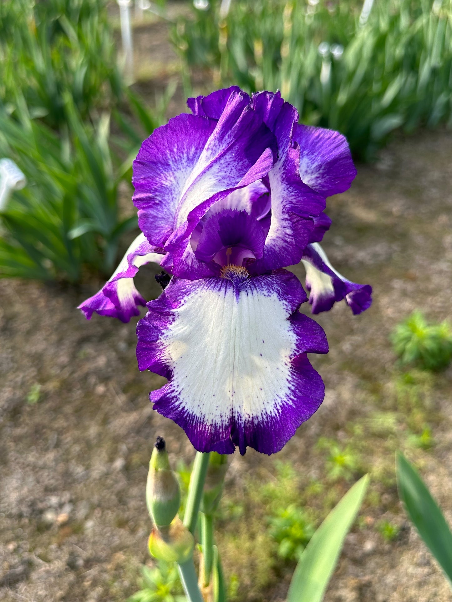 The flower Stepping Out - Tall Bearded Iris (TB)