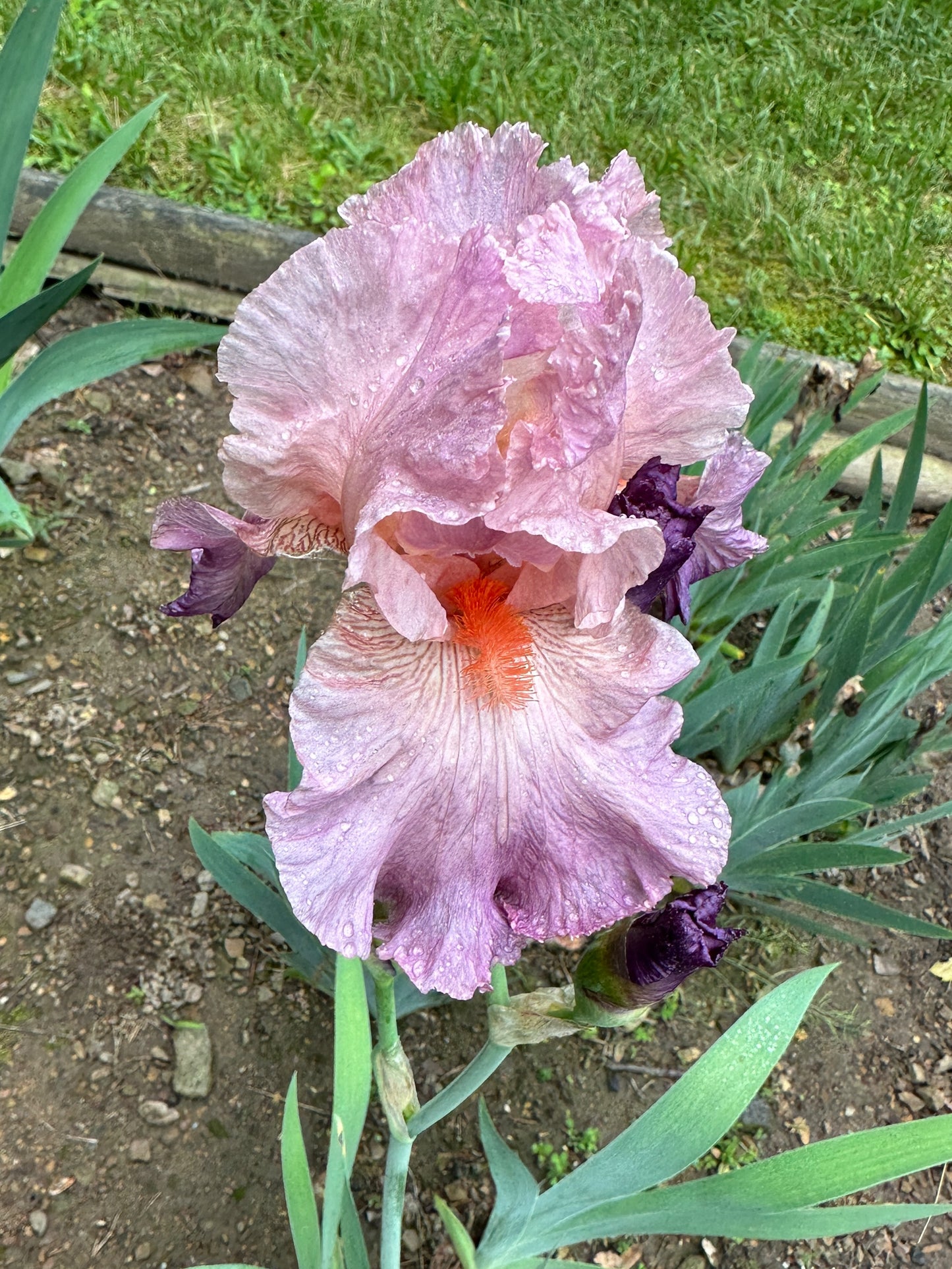 The flower Jennifer Rebecca - Tall Bearded Iris (TB)