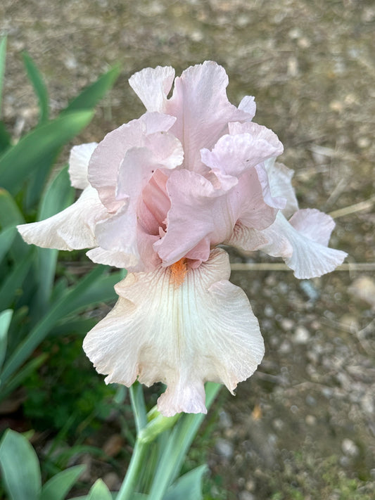 The flower Cherished - Tall Bearded Iris (TB)