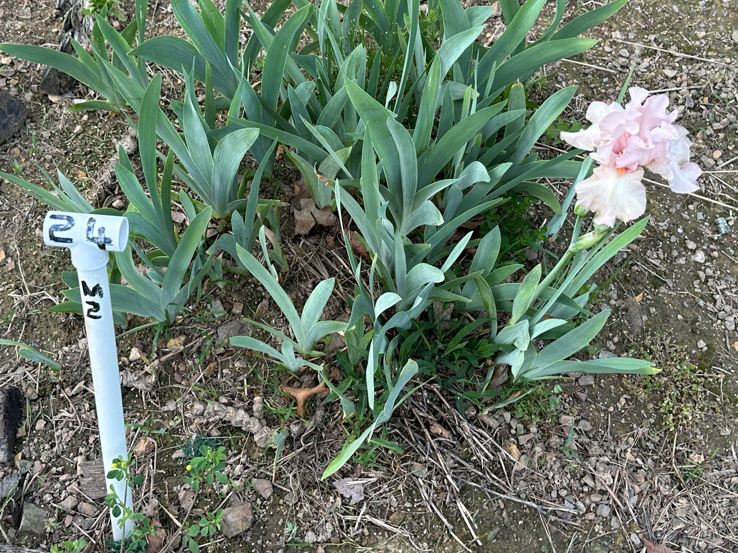 The flower Cherished - Tall Bearded Iris (TB)