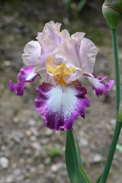 The flower Change of Pace - Tall Bearded Iris (TB)