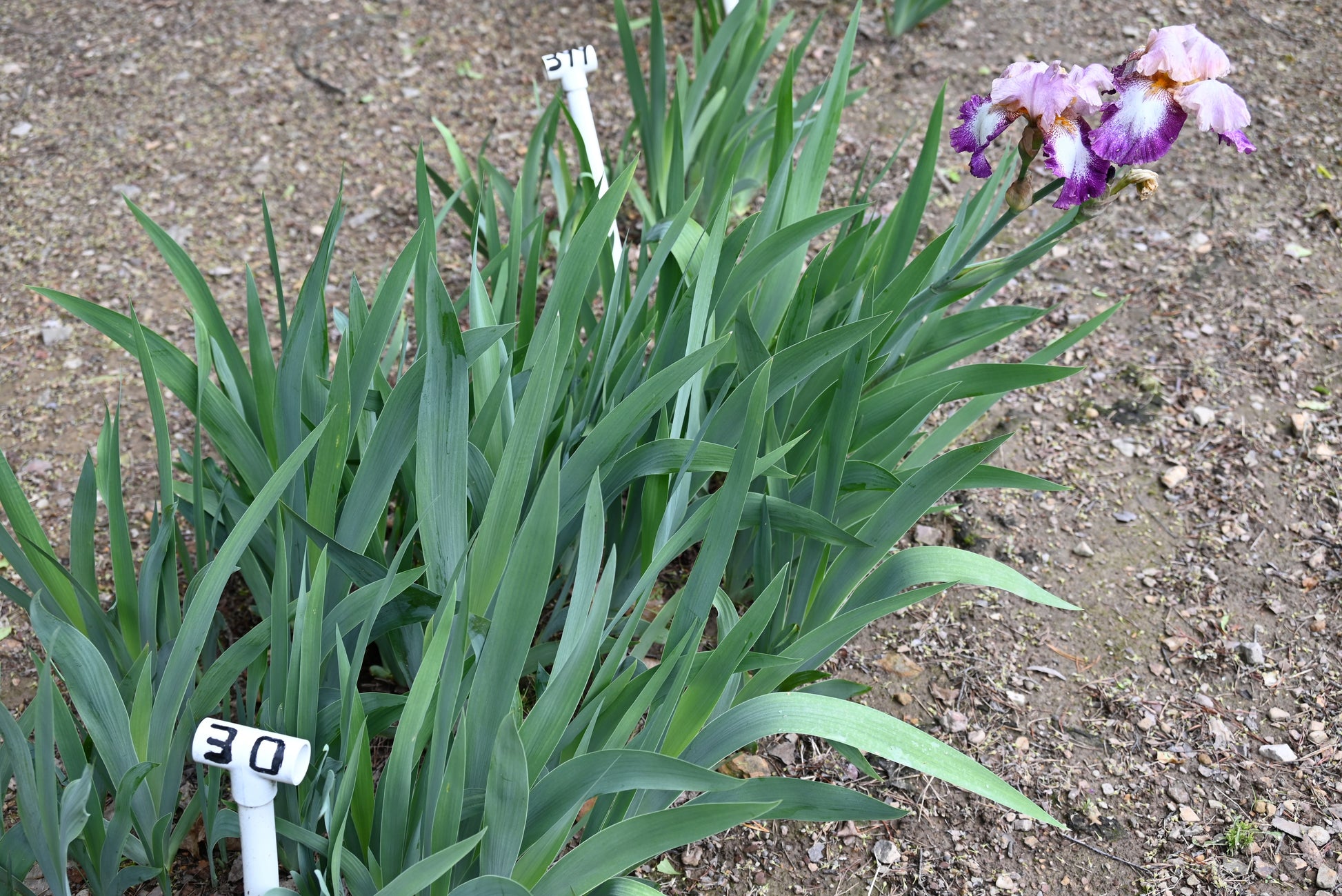 The flower Change of Pace - Tall Bearded Iris (TB)